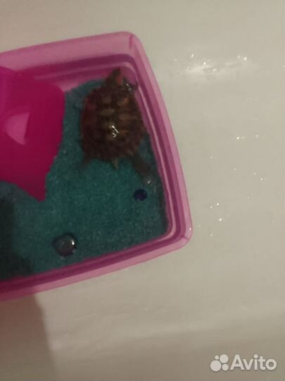 Красноухая черепаха бесплатно с аквариумом