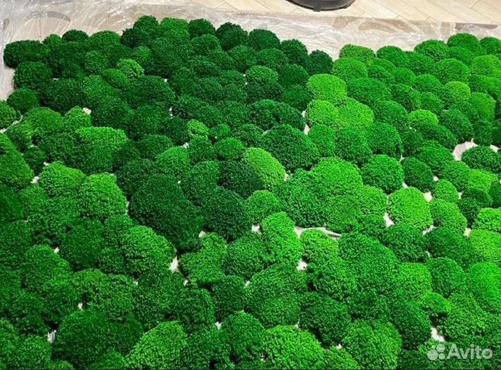 Премиум кочки королевского ягеля moss premium