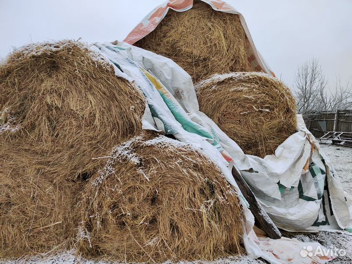 Продам сено в рулонах