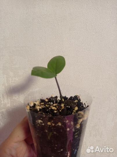 Замиокулькас