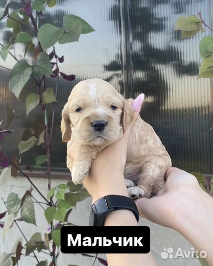 Английский кокер спаниель