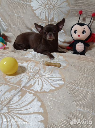 Взрослая девочка