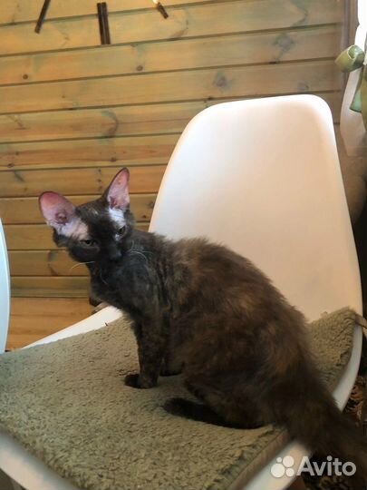 Кошечки сфинкс донской браш