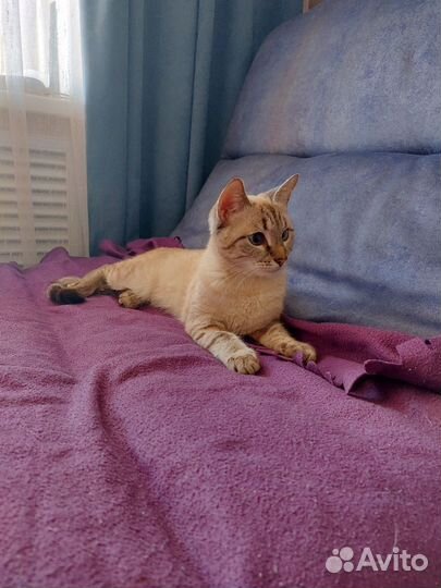 Кошечка подросток