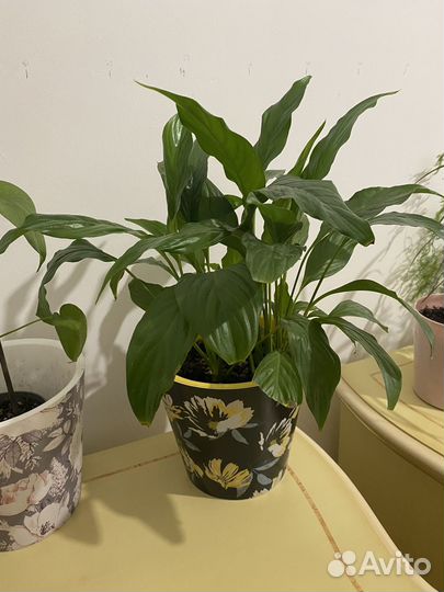 Комнатные цветы