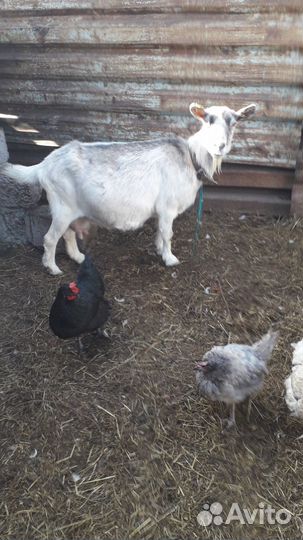 Коза дойная