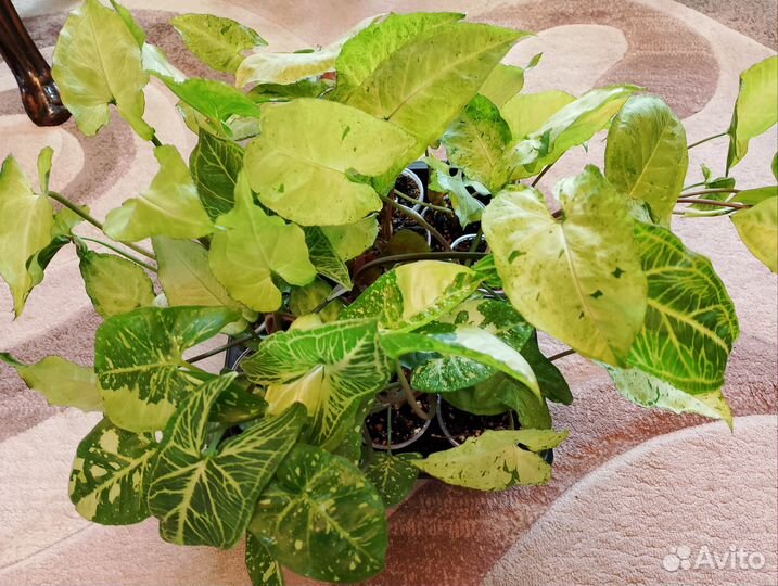 Сингониумы