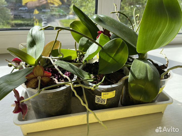 Орхидея фаленопсис детка