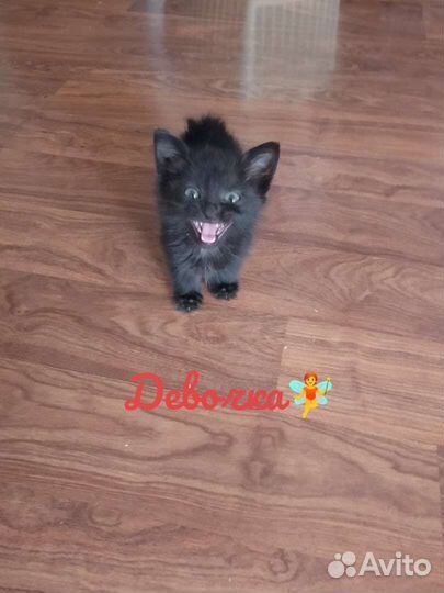 Котятки в добрые руки бесплатно