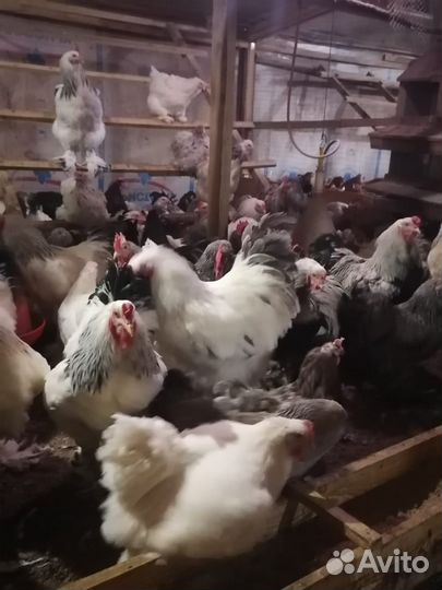 Петух брама