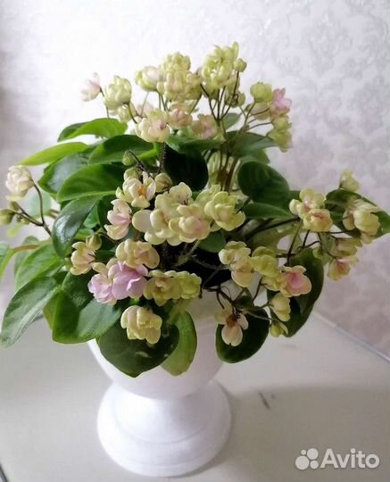 Фиалки сортовые