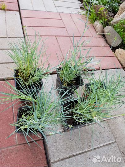 Многолетники для сада цветы