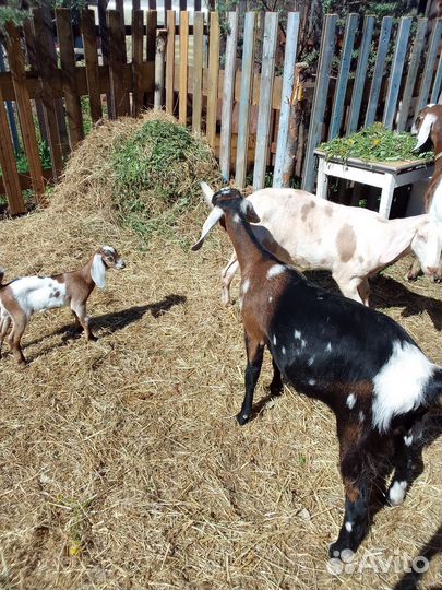 Коза нубийская
