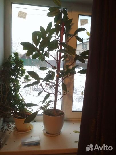 Продам фикус