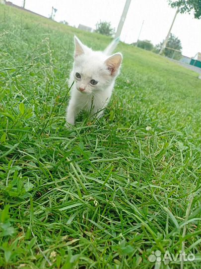 Кошки в добрые руки бесплатно