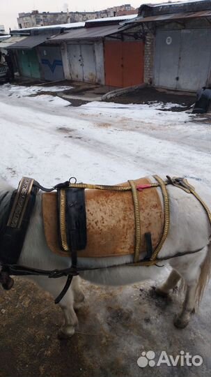 Сбруя для лошади