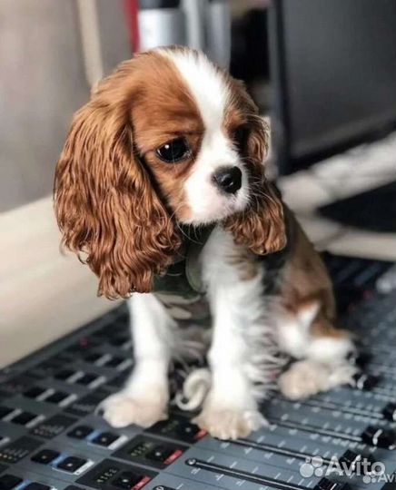 Кавалер кинг чарльз спаниель