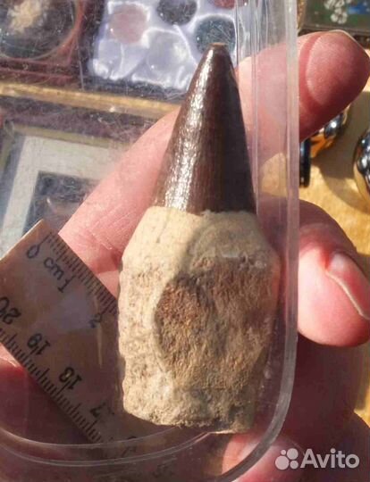 Зуб ископаемого динозавра, Мозазавра, коллекционны