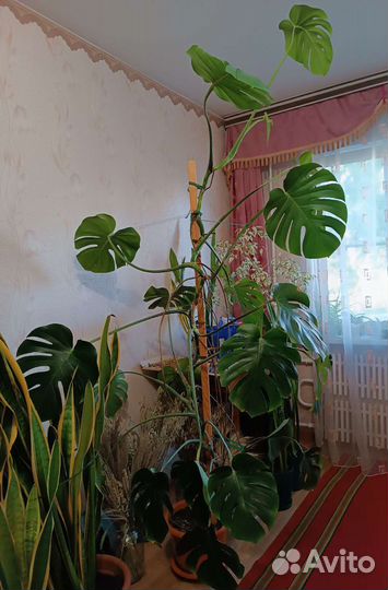 Комнатные цветы