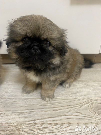 Щенки пекинеса