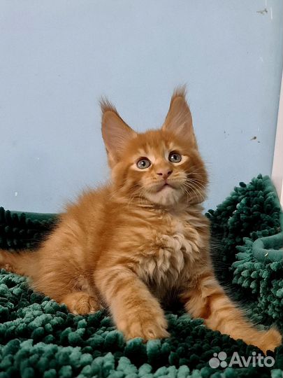 Рыжее солнышко