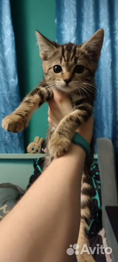 Котенок в добрые руки