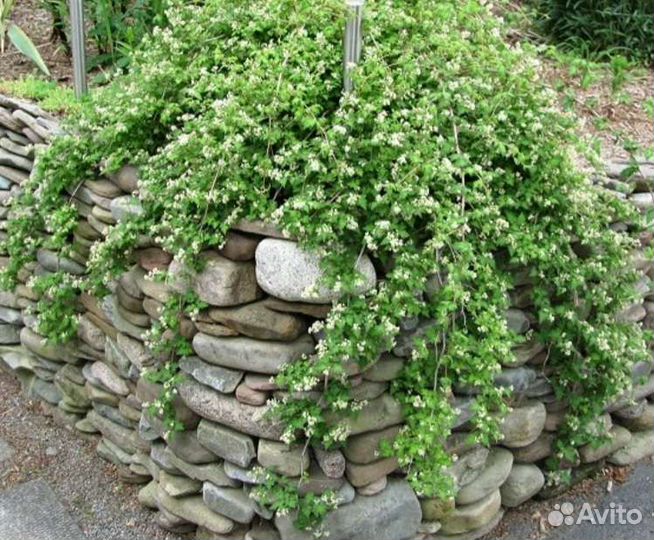 Декоративные кустарники (саженцы)