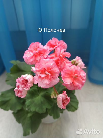 Пеларгония герань