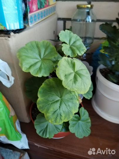 Комнатные цветы растения