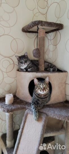 Ласковый кот