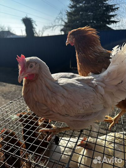 Куры несушки домашние с доставкой