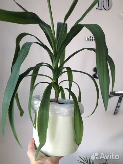 Пальма юкка