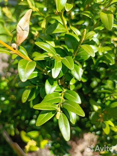 Самшит вечнозеленый кустарник