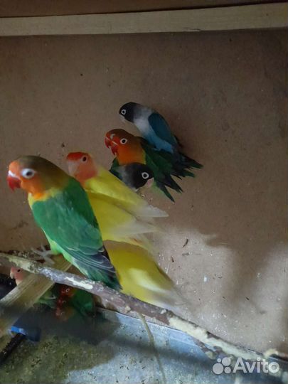 Попугаи Неразлучники, птенцы