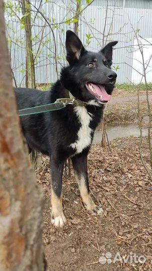 Отдам в добрые руки