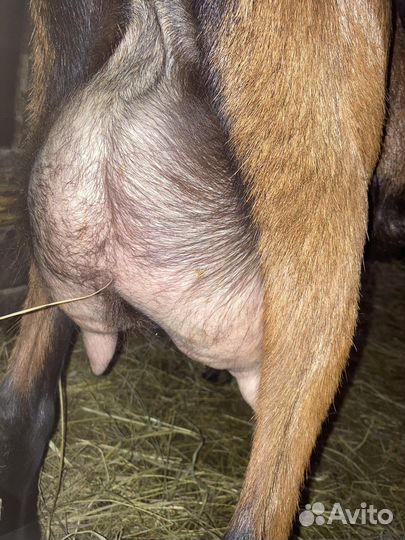 Чешский козлик