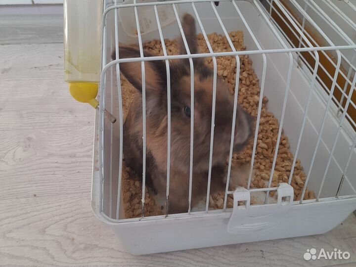 Домашние животные кролики