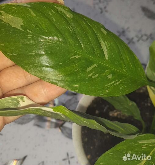 Спатифиллум