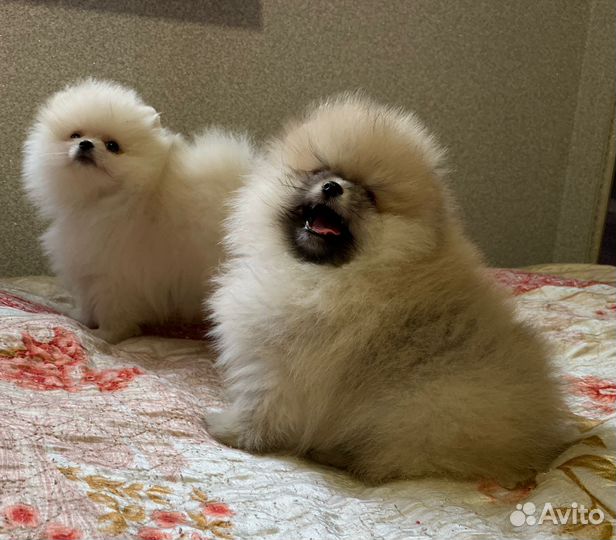 Померанский шпиц мини