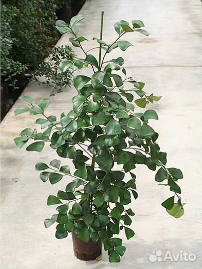 Фикус натальский Тринова Ficus natalensis Trinova