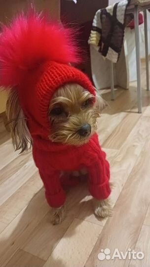 Одежда для животных