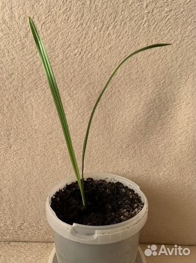 Финиковые пальмы