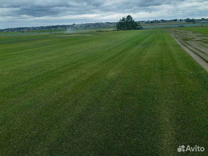 Рулонный газон /продажа/укладка