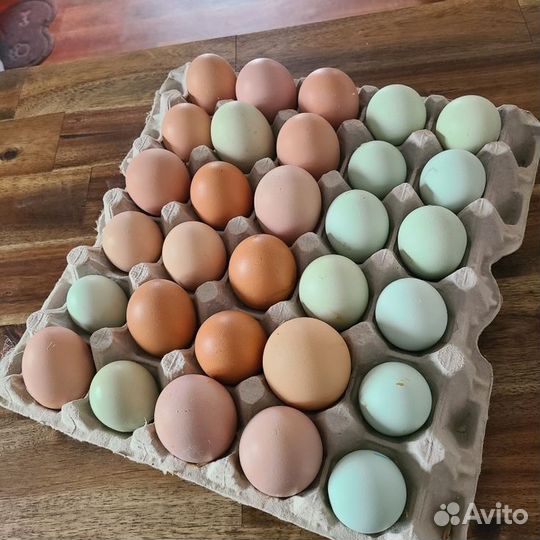 Инкубационное яйцо
