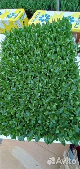 Рассада эустомы оптом