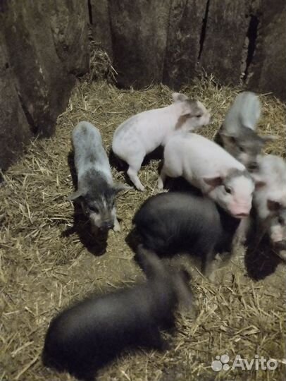 Продажа животных