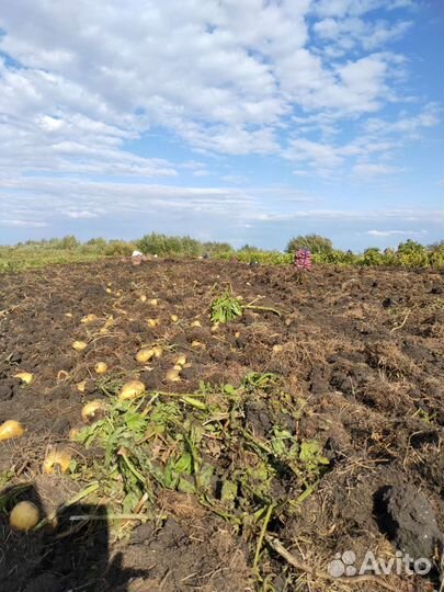 Картофель домашний