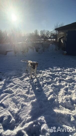 Вязка лабрадор