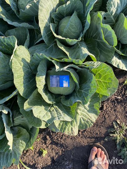 Кауста молодая