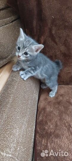 Кошка бобтейл